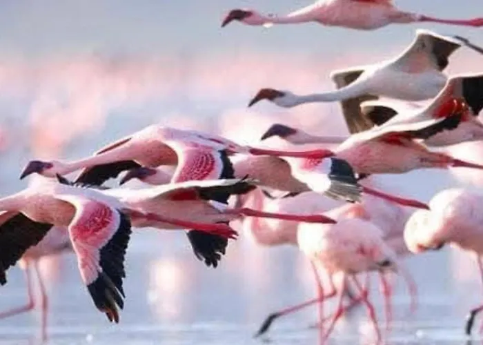 Apartment Sunny Terrace & Bbq Torrevieja